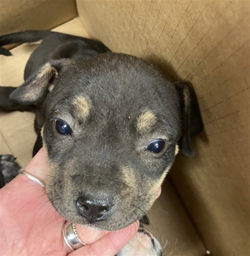 BONNIE - American Pit Bull Terrier available for adoption