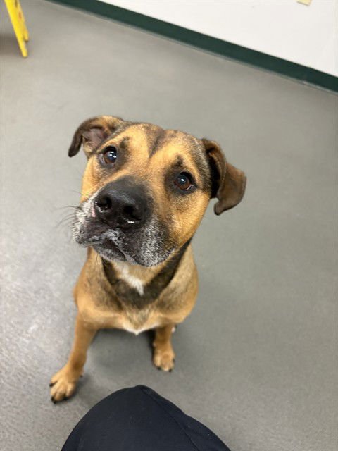 GRIZZLY BEAR - Staffordshire Bull Terrier / American Pit Bull Terrier available for adoption