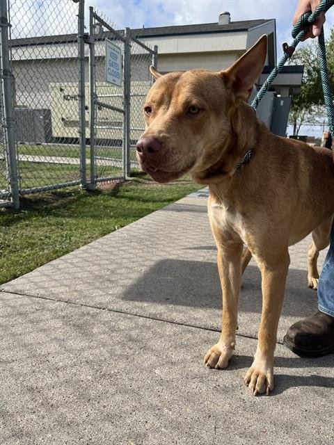 SUGAR BEAR - American Pit Bull Terrier available for adoption