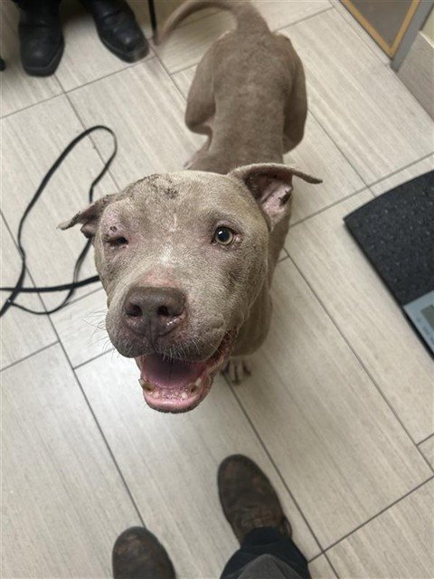 SCRATCH - American Pit Bull Terrier available for adoption