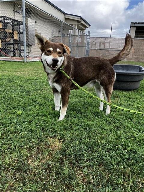 RIDGE - Siberian Husky available for adoption