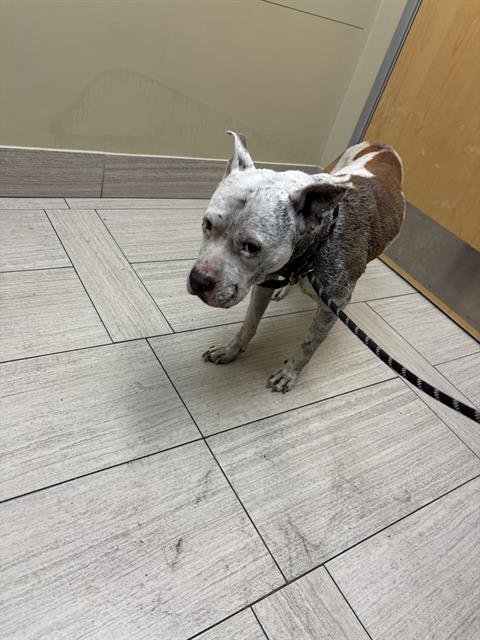 HOMIE - American Pit Bull Terrier available for adoption