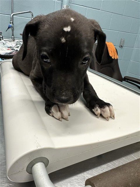 SNICKERS - American Pit Bull Terrier available for adoption