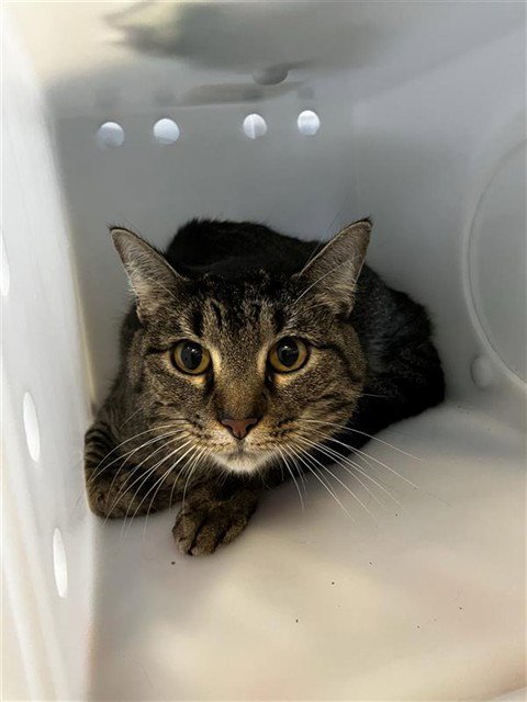 BUELLER - Domestic Short Hair available for adoption