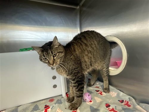 BUELLER - Domestic Short Hair available for adoption