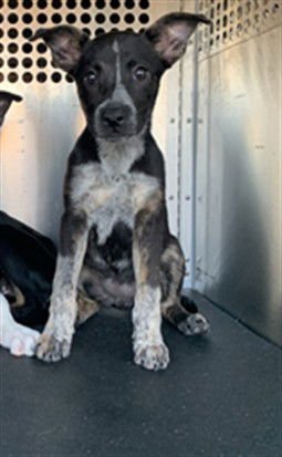 RILEY - Australian Cattle Dog/Blue Heeler available for adoption