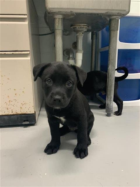 MORRIS - Labrador Retriever available for adoption