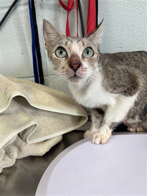MAGENTA - Domestic Short Hair for adoption in Corpus Christi