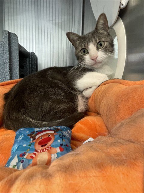 BRIDGE - Domestic Short Hair available for adoption