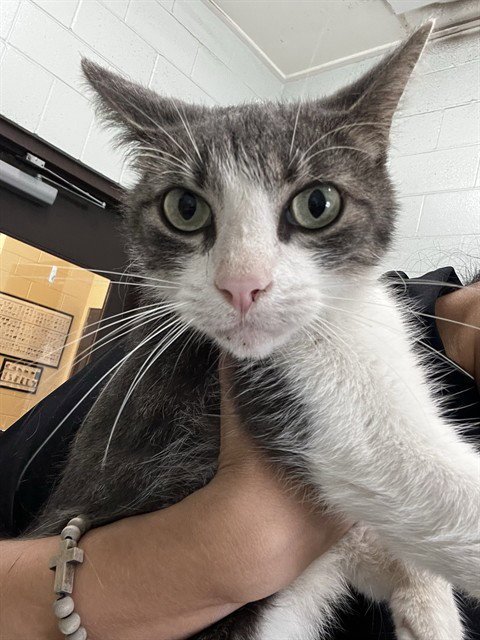 BRIDGE - Domestic Short Hair available for adoption
