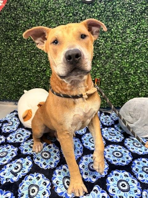 YOGI - American Staffordshire Terrier for adoption in Corpus Christi