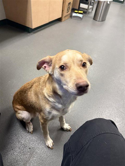 CONNIE - Labrador Retriever available for adoption