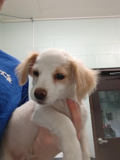 ASPER - Cavalier King Charles Spaniel / Chihuahua available for adoption