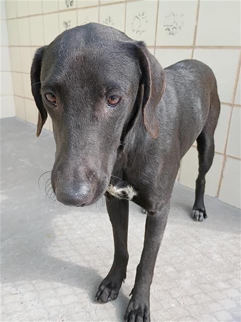 DAN - Labrador Retriever available for adoption