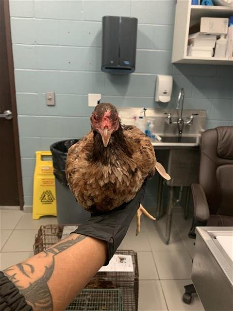 CHICKEN #3 - Chicken available for adoption