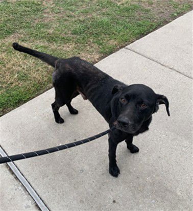 PANTHER - Labrador Retriever available for adoption