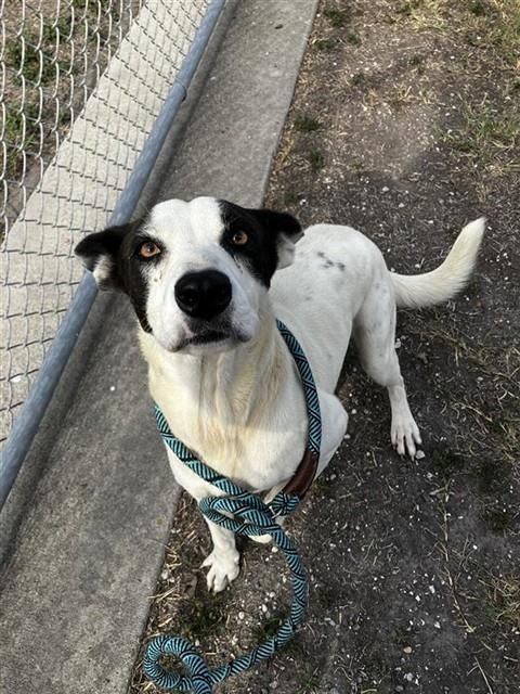 DRAGONFRUIT - Pointer available for adoption