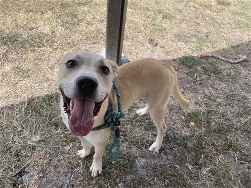 BEAR CLAW DONUT BOY - Labrador Retriever available for adoption