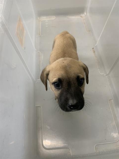 BARKER - Black Mouth Cur available for adoption