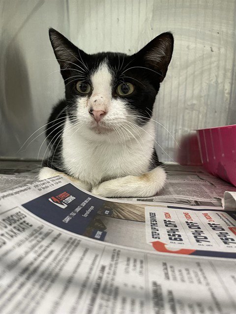 HEIZER - Domestic Short Hair available for adoption