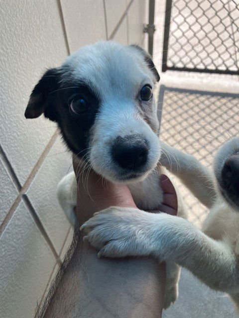 CAITLYN - Labrador Retriever available for adoption