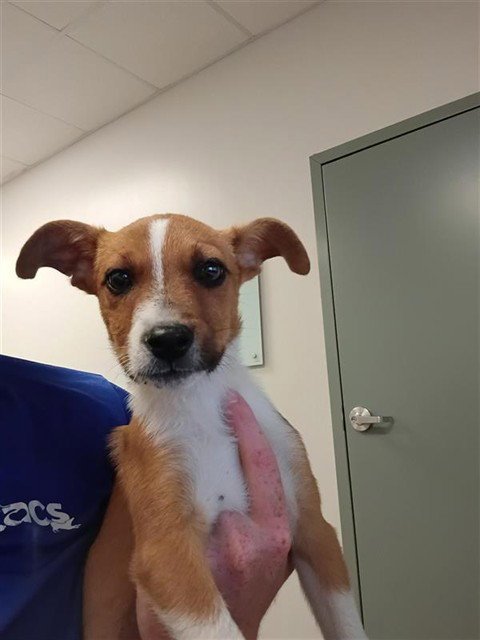 LAVERNE - Rat Terrier available for adoption