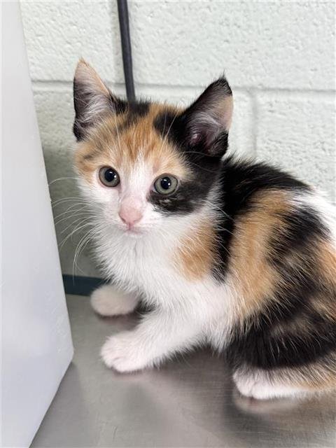 FELICIA HARDY - Domestic Short Hair available for adoption