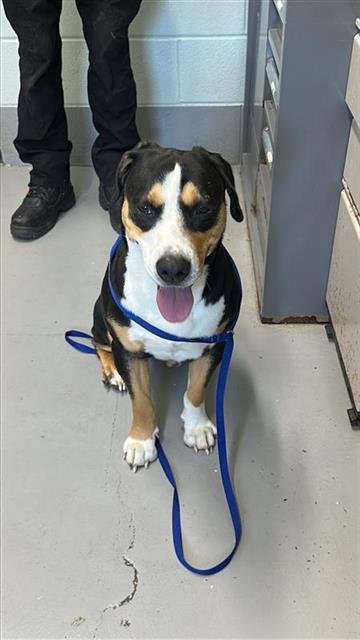 BRUCE - Greater Swiss Mountain Dog available for adoption