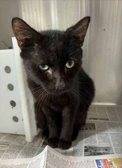 CATRICK SWAYZE - Domestic Short Hair available for adoption