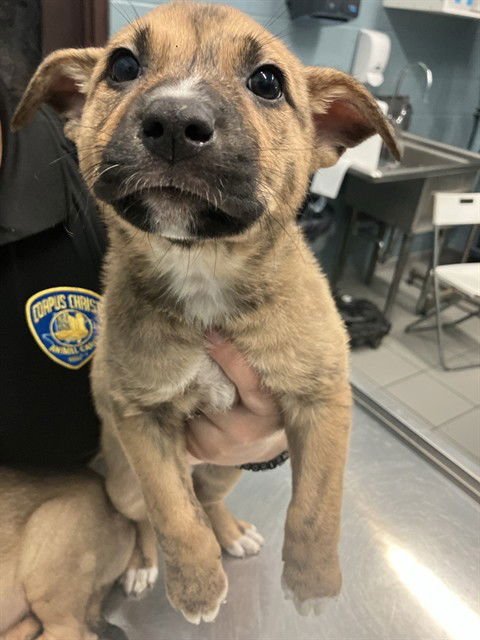 HIDE - Australian Kelpie available for adoption