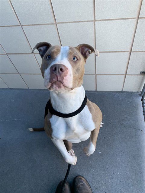 JELLYBEAN - American Staffordshire Terrier available for adoption