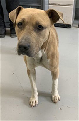 MAPLE - American Pit Bull Terrier available for adoption