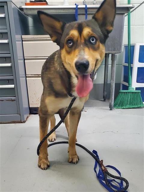 WINNIE - German Shepherd Dog for adoption in Corpus Christi