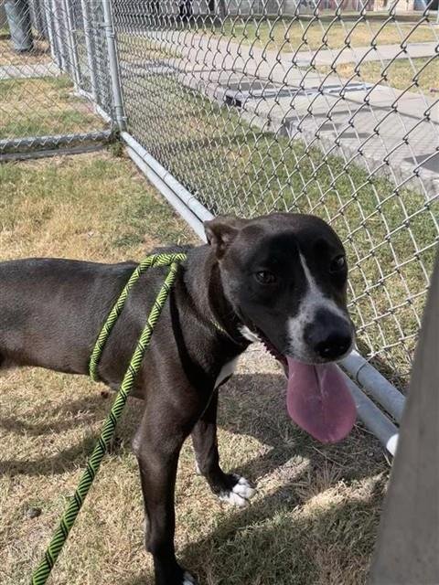 BROWNIE BATTER BLIZARD GIRL - Labrador Retriever available for adoption