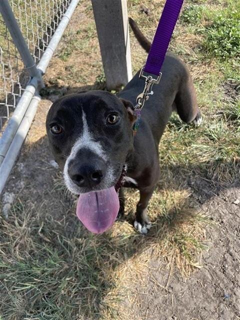 BROWNIE BATTER BLIZARD GIRL - Labrador Retriever available for adoption