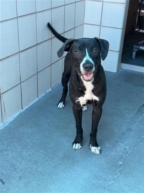 BROWNIE BATTER BLIZARD GIRL - Labrador Retriever available for adoption
