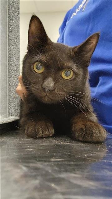 CODY - Domestic Short Hair available for adoption