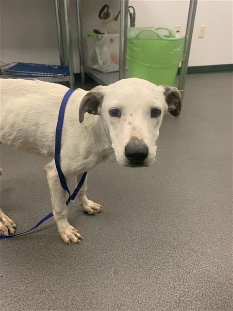 BUGSIE - American Pit Bull Terrier available for adoption