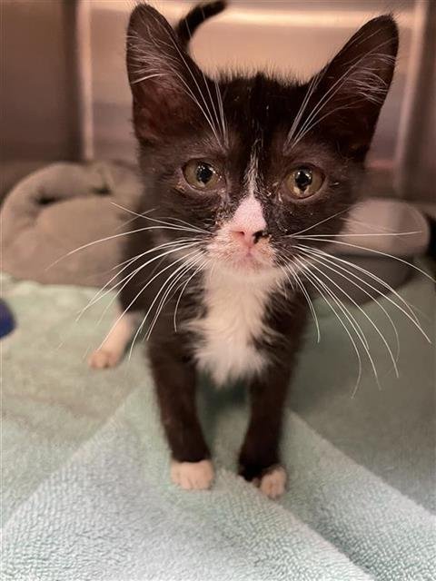 BUMBLE - Domestic Short Hair available for adoption