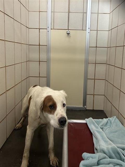 RUFFLE - English Setter / Labrador Retriever available for adoption