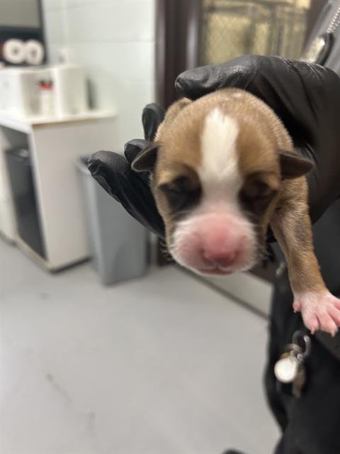 CUERVO - Australian Cattle Dog/Blue Heeler available for adoption