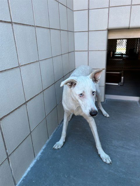 ZELDA - Whippet available for adoption