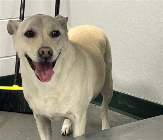 DAISY - American Staffordshire Terrier available for adoption