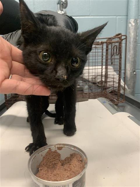 COMETTE - Domestic Short Hair available for adoption