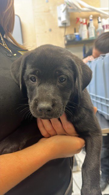 REMI - Labrador Retriever available for adoption