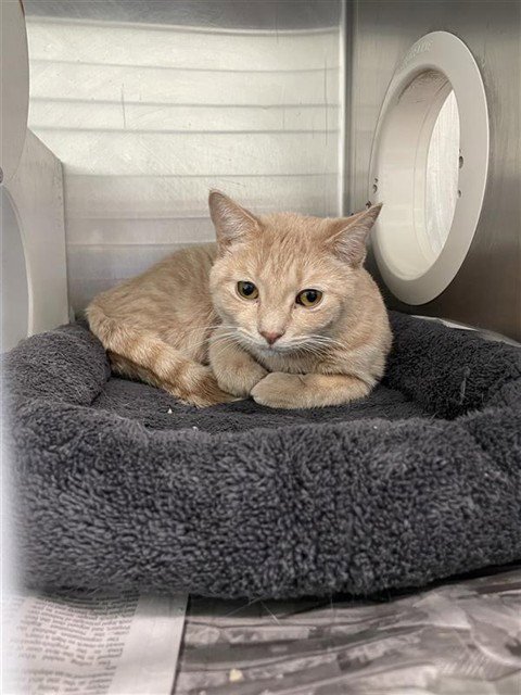 ARNOLD SCHWARZENEGGER - Domestic Short Hair for adoption in Corpus Christi