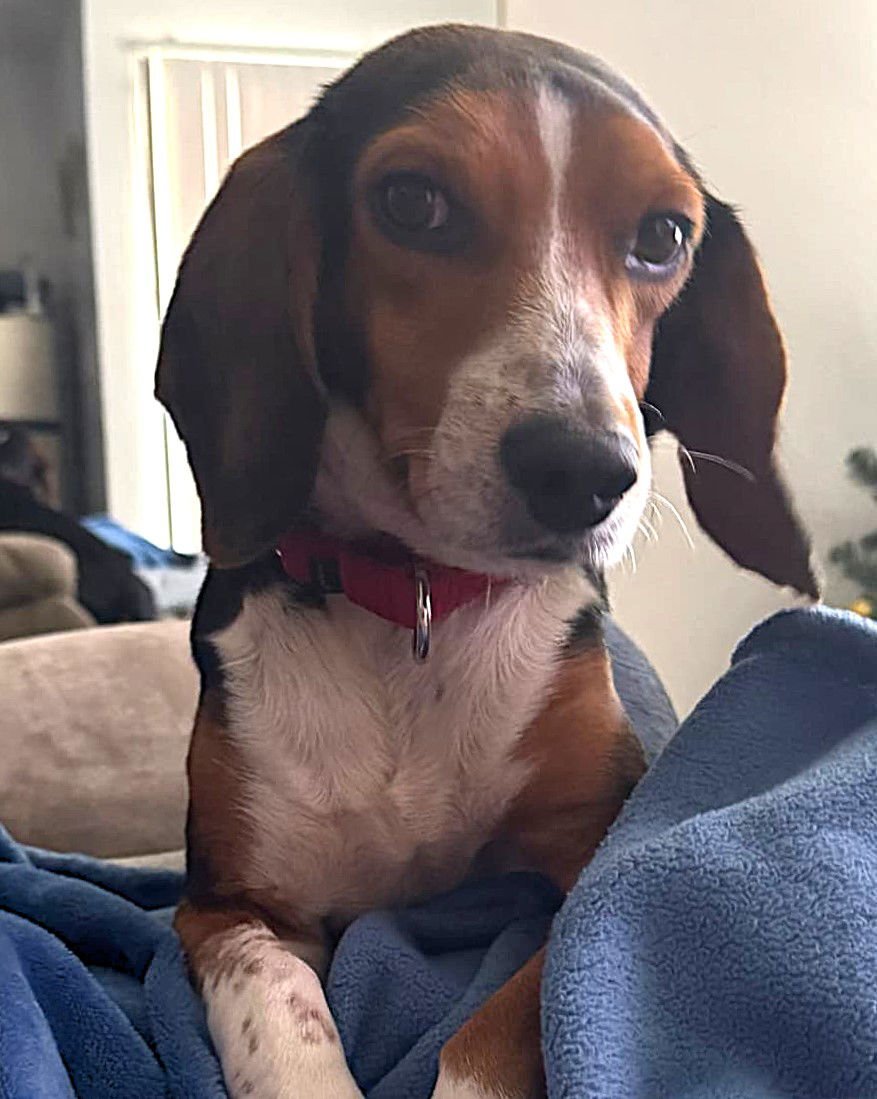 BRUCE III - Beagle available for adoption