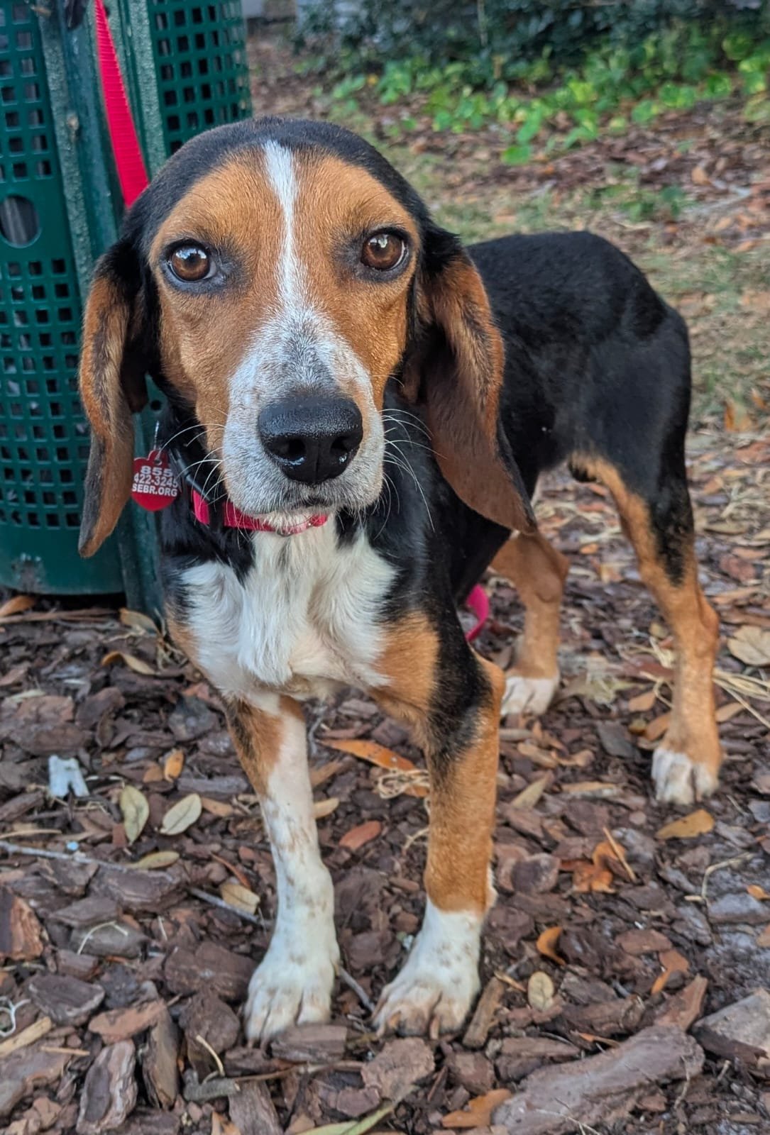 BRUCE III - Beagle available for adoption