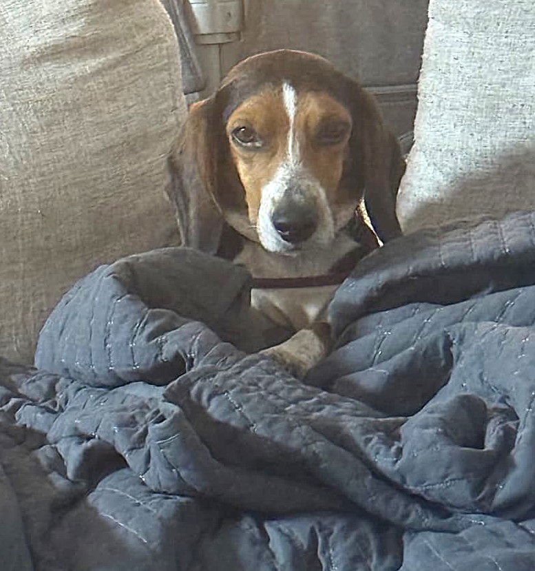 Bruce III - Photo 11
