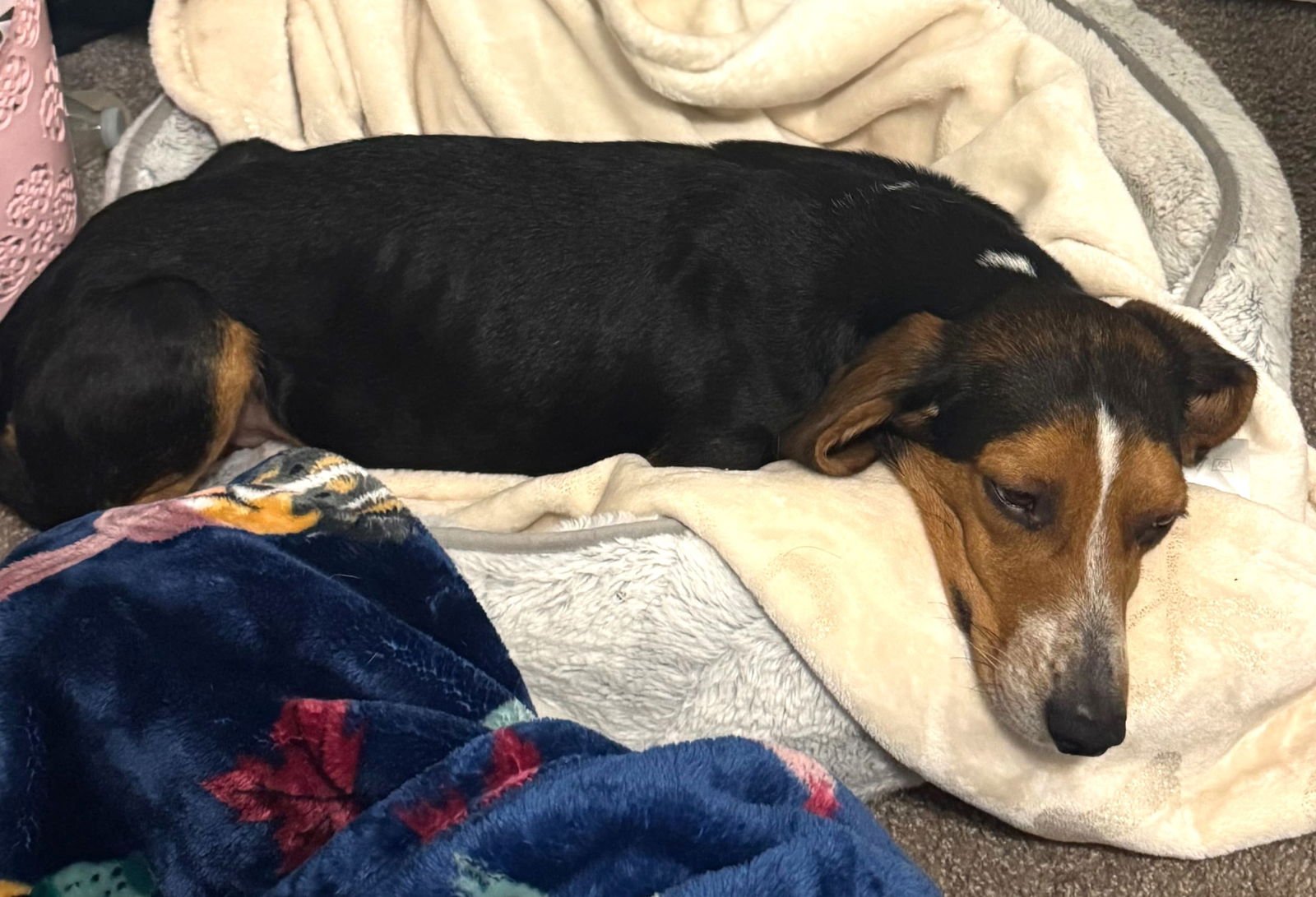 Bruce III - Photo 12